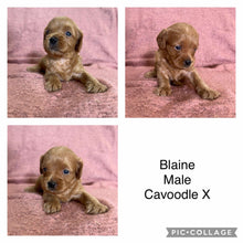 Load image into Gallery viewer, BLAINE - Male Cavoodle X - Ready 14th Nov