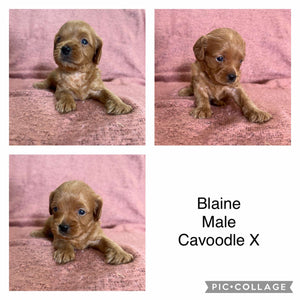 BLAINE - Male Cavoodle X - Ready 14th Nov