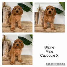 Load image into Gallery viewer, BLAINE - Male Cavoodle X - Ready 14th Nov