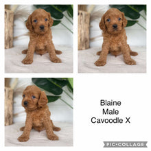 Load image into Gallery viewer, BLAINE - Male Cavoodle X - Ready 14th Nov