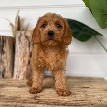 Load image into Gallery viewer, BLAINE - Male Cavoodle X - Ready 14th Nov