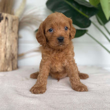 Load image into Gallery viewer, BLAINE - Male Cavoodle X - Ready 14th Nov