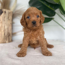 Load image into Gallery viewer, BLAINE - Male Cavoodle X - Ready 14th Nov