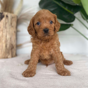 BLAINE - Male Cavoodle X - Ready 14th Nov