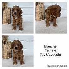 Load image into Gallery viewer, BLANCHE - Female Toy Cavoodle - Ready 2nd November