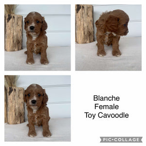 BLANCHE - Female Toy Cavoodle - Ready 2nd November