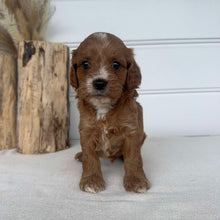 Load image into Gallery viewer, BLANCHE - Female Toy Cavoodle - Ready 2nd November