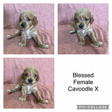 Load image into Gallery viewer, BLESSED - Female Cavoodle X - Ready 14th Nov