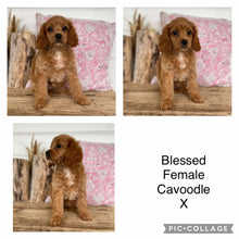 Load image into Gallery viewer, BLESSED - Female Cavoodle X - Ready 14th Nov