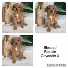 Load image into Gallery viewer, BLESSED - Female Cavoodle X - Ready 14th Nov