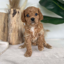 Load image into Gallery viewer, BLESSED - Female Cavoodle X - Ready 14th Nov