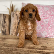 Load image into Gallery viewer, BLESSED - Female Cavoodle X - Ready 14th Nov