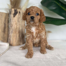 Load image into Gallery viewer, BLESSED - Female Cavoodle X - Ready 14th Nov