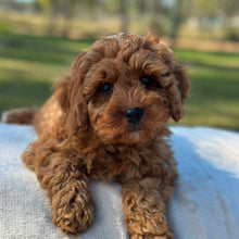 Load image into Gallery viewer, BLINKY - Male Toy Cavoodle - Ready Now