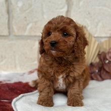 Load image into Gallery viewer, BLINKY - Male Toy Cavoodle - Ready Now