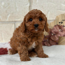 Load image into Gallery viewer, BLINKY - Male Toy Cavoodle - Ready Now