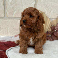 Load image into Gallery viewer, BLINKY - Male Toy Cavoodle - Ready Now