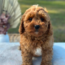 Load image into Gallery viewer, BLINKY - Male Toy Cavoodle - Ready Now