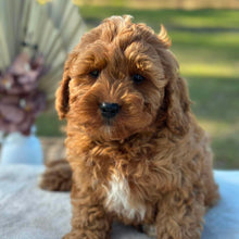 Load image into Gallery viewer, BLINKY - Male Toy Cavoodle - Ready Now