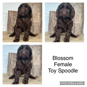BLOSSOM - Female Toy Spoodle - Ready Now