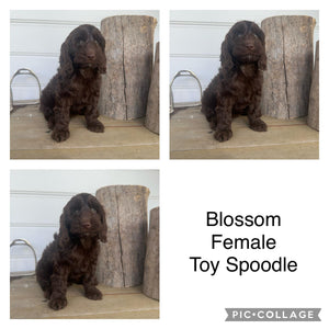 BLOSSOM - Female Toy Spoodle - Ready Now