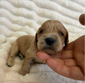 BLUE - Male Cocker Spaniel - Ready 15th Nov