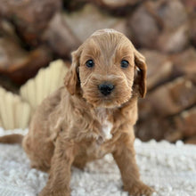Load image into Gallery viewer, BLUE - Male Mini Spoodle - Ready 27th Aug
