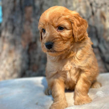 Load image into Gallery viewer, BLUE - Male Mini Groodle - Ready 1st August