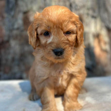 Load image into Gallery viewer, BLUE - Male Mini Groodle - Ready 1st August