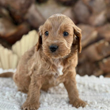 Load image into Gallery viewer, BLUE - Male Mini Spoodle - Ready 27th Aug