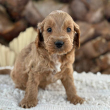 Load image into Gallery viewer, BLUE - Male Mini Spoodle - Ready 27th Aug