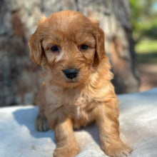 Load image into Gallery viewer, BLUE - Male Mini Groodle - Ready 1st August