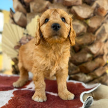 Load image into Gallery viewer, BLUE - Male Mini Groodle - Ready 1st August
