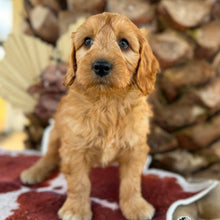 Load image into Gallery viewer, BLUE - Male Mini Groodle - Ready 1st August