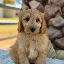 Load image into Gallery viewer, 💙BLUE - Male Mini Groodle - Ready Now