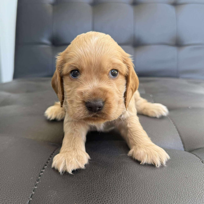 BLUE - Male Cocker Spaniel - Ready 15th Nov