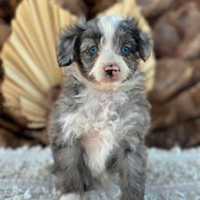 Load image into Gallery viewer, BLUEY - Female Mini American Doodle - Ready 16th August