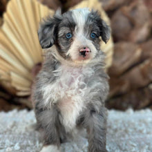 Load image into Gallery viewer, BLUEY - Female Mini American Doodle - Ready 16th August