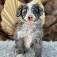 Load image into Gallery viewer, BLUEY - Female Mini American Doodle - Ready 16th August