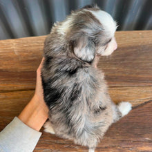 Load image into Gallery viewer, BLUEY - Female Mini American Doodle - Ready 16th August