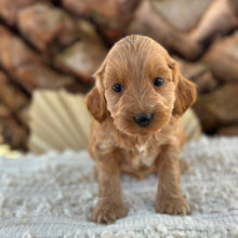 Load image into Gallery viewer, BO - Female Mini Spoodle - Ready 27th Aug