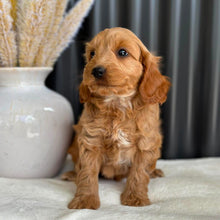 Load image into Gallery viewer, BO - Female Mini Spoodle - Ready 27th Aug