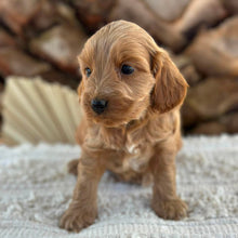 Load image into Gallery viewer, BO - Female Mini Spoodle - Ready 27th Aug