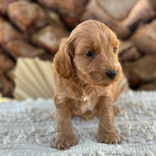 Load image into Gallery viewer, BO - Female Mini Spoodle - Ready 27th Aug