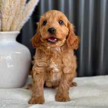 Load image into Gallery viewer, BO - Female Mini Spoodle - Ready 27th Aug