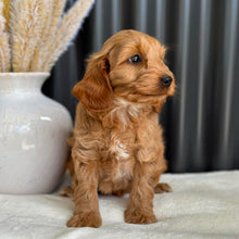 Load image into Gallery viewer, BO - Female Mini Spoodle - Ready 27th Aug