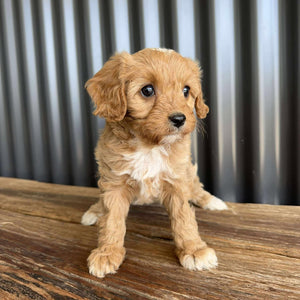BON BON - Female Toy Cavoodle - Ready 19th Sept