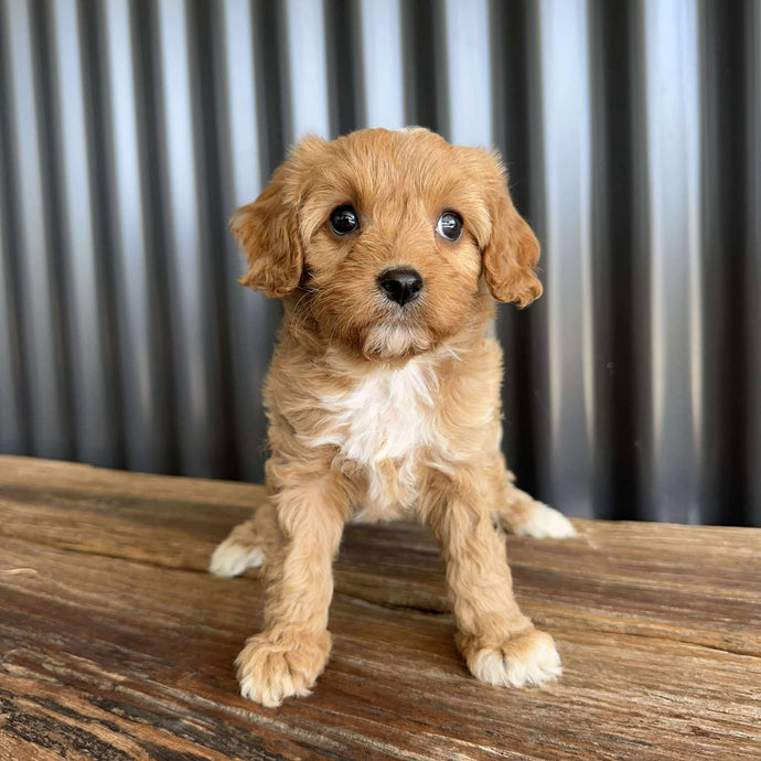 BON BON - Female Toy Cavoodle - Ready 19th Sept