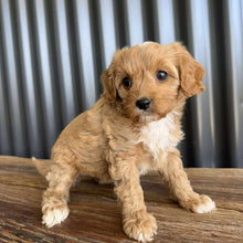 Load image into Gallery viewer, BON BON - Female Toy Cavoodle - Ready 19th Sept