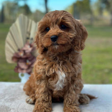 Load image into Gallery viewer, BONNIE - Female Toy / Mini Cavoodle - Ready Now